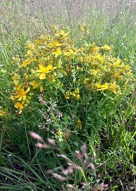 St Johns worth bouquet