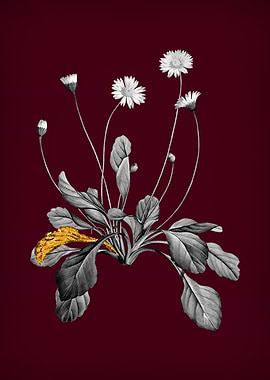 Daisy Flowers on Crimson