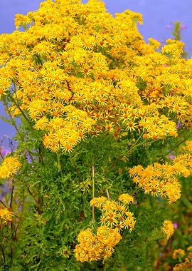 Yellow wild flowers