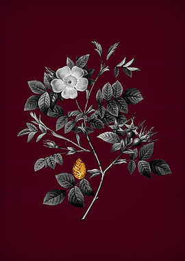 Malmedy Rose on Crimson