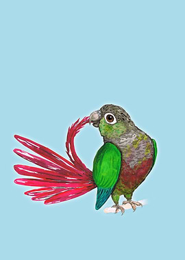 Greencheeked conure
