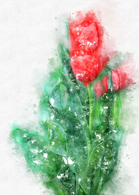 red tulip watercolor