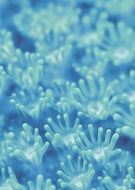 Touch of the Anemones