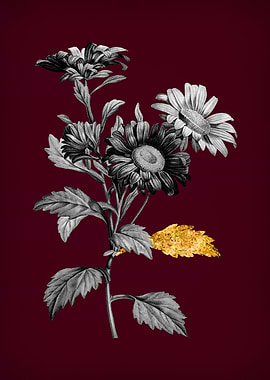 Red Aster Flowers on Red