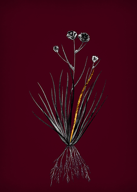 Blue Corn Lily on Crimson