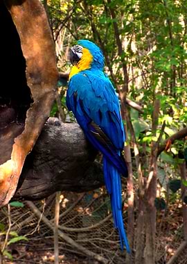Blue Parrot