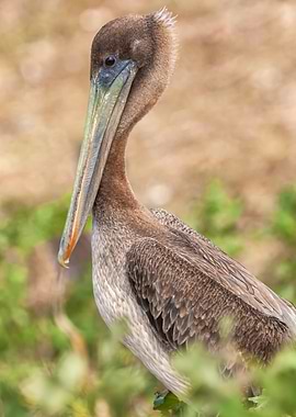 Brown Pelican