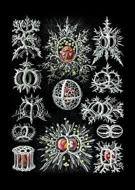 Stephoidea Ringelstrahling