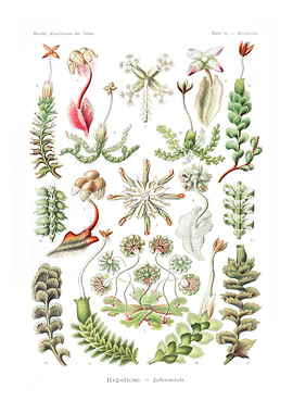 Hepaticae Lebermoose