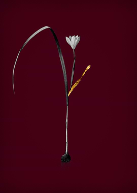 Cape Tulip on Crimson