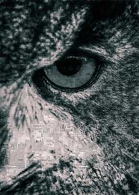 Owl Head to The Right