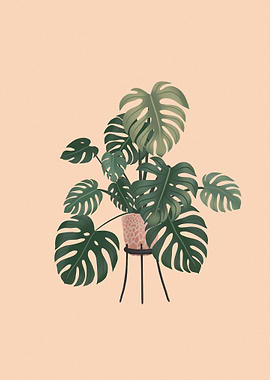Monstera plant