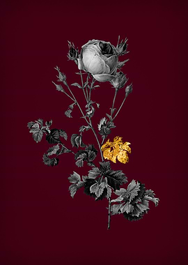 Celery Leaved Cabbage Rose