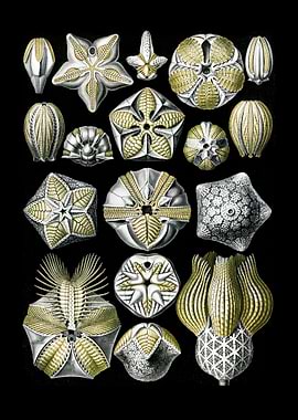 Blastoidea Knospensterne