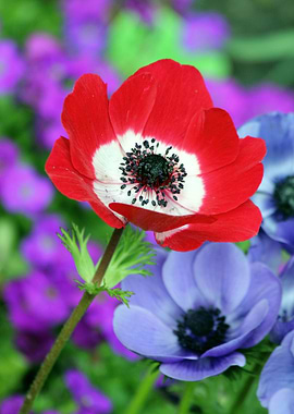 Red Anemone Flower