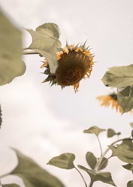 Harvest ready sunflower