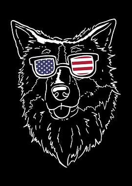 Australian Shepherd USA Am