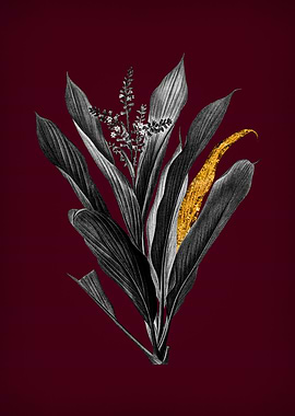 Cordyline Fruticosa Wine