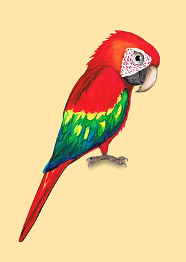 Scarlet macaw