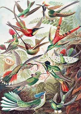 Trochilidae Kolibris