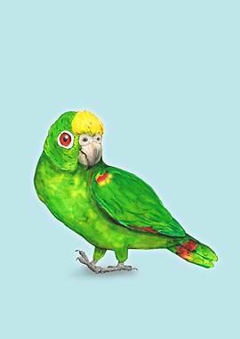 Panama amazon parrot