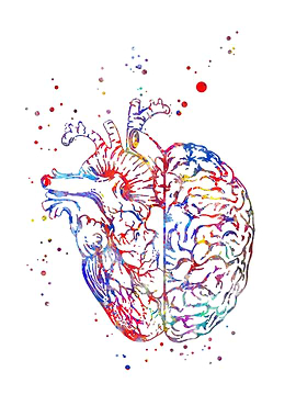 Brain and heart