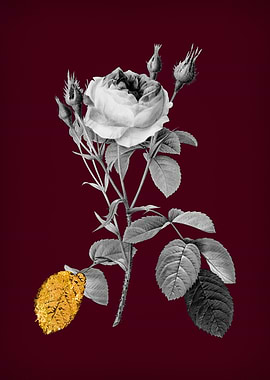 Double Moss Rose on Wine