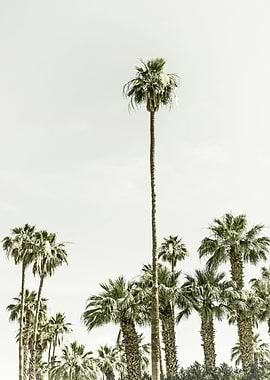 Palm Trees Summertime