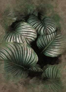 Dieffenbachia