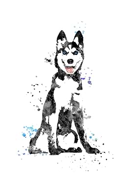 Siberian husky