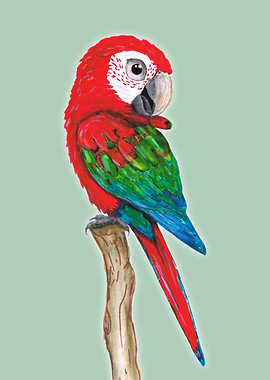 Green wing macaw