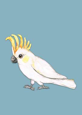 Sulphur crested cockatoo