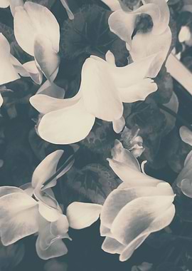 Abstract floral background