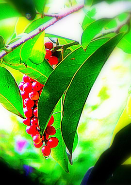 Wild Berries 2