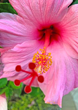 Pink Hibiscus