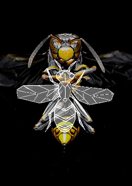 Black wasp