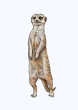 LADY OF THE MEERKAT MANOR