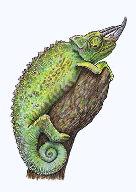 JACKSONS CHAMELEON