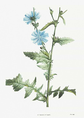 Flower Illustration