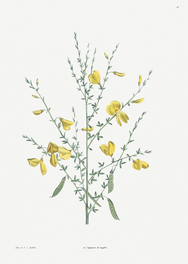 botanical illustration