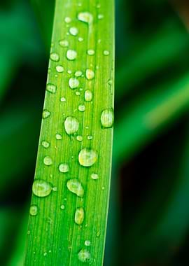 Waterdrops on grass
