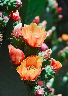 Cactus Flower I