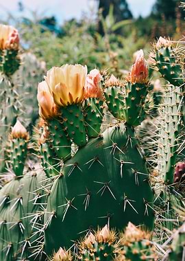 Cactus Flower II