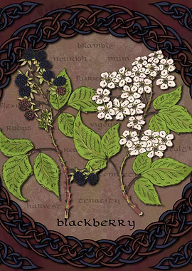 Celtic Blackberry