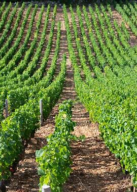 Clos Vougeot vineyard