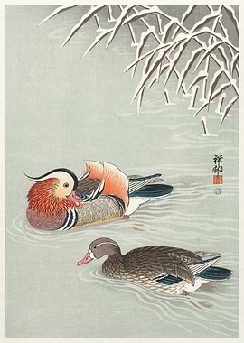 Japanese duck