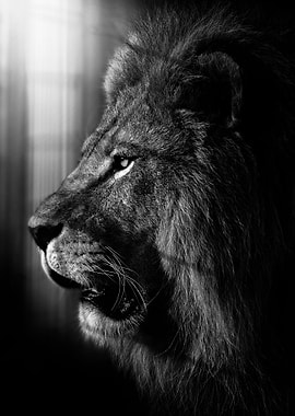 proud lion head poster b