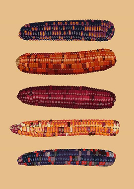 Indian Corn