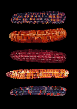 Ornamental Corn