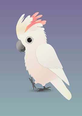 Salmon crested cockatoo